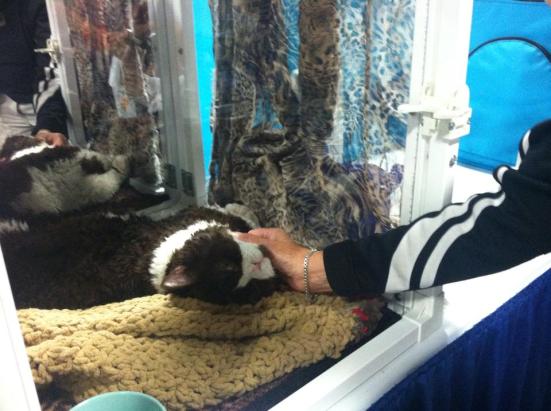 Momo gettin' lovin' at Pet Expo